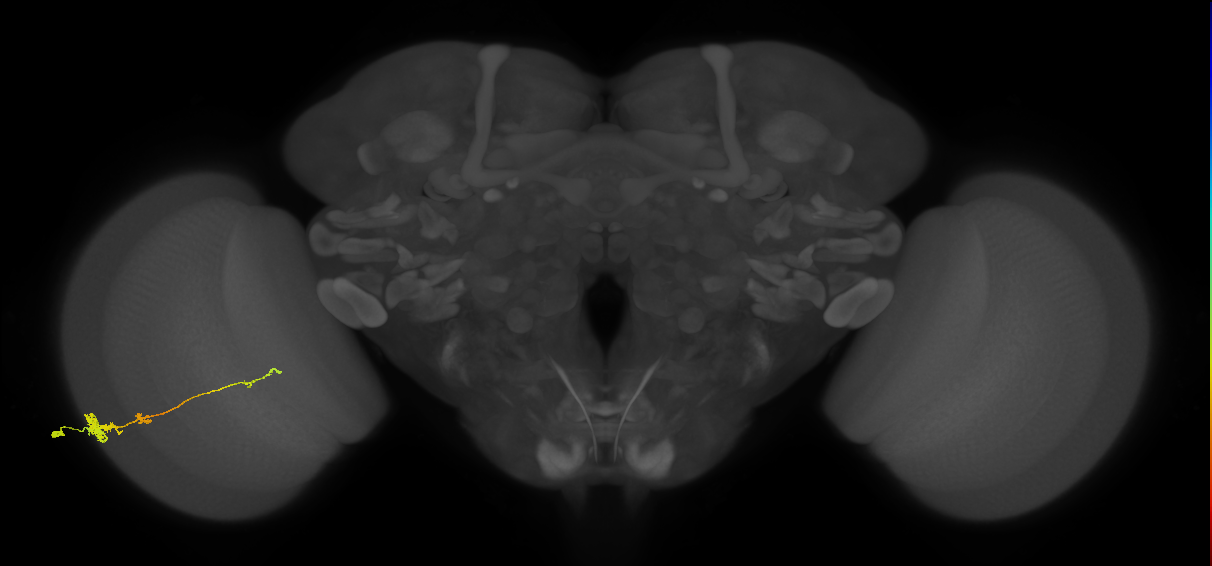 Tm4_L (MaleCNS:62568)