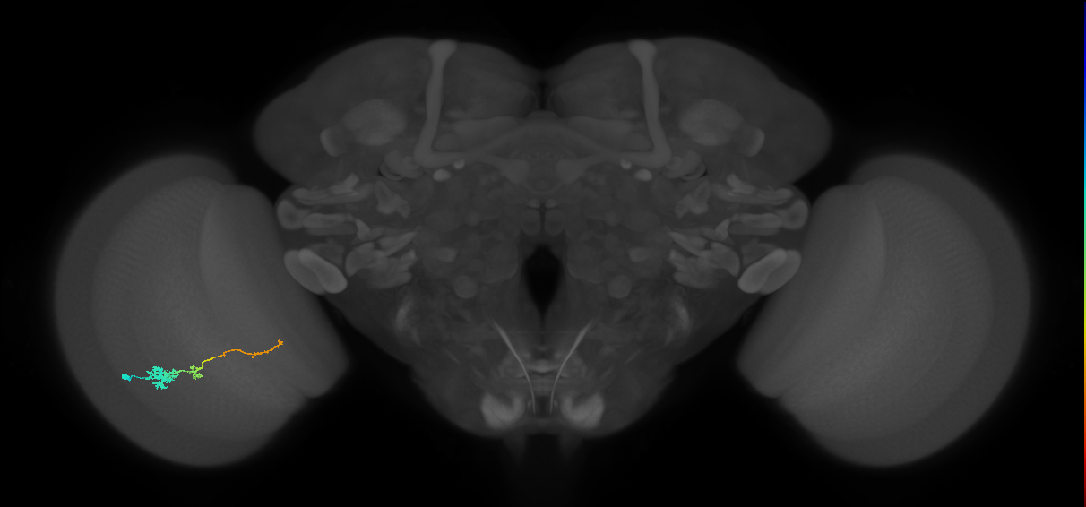 Tm4_L (MaleCNS:539331)