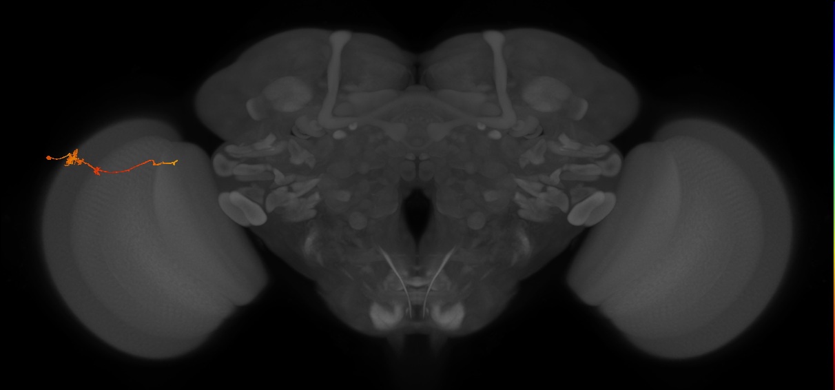 Tm4_L (MaleCNS:97578)