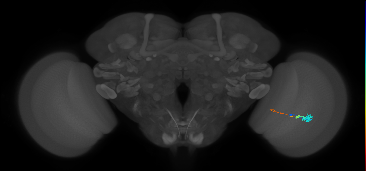Tm4_R (MaleCNS:75769)
