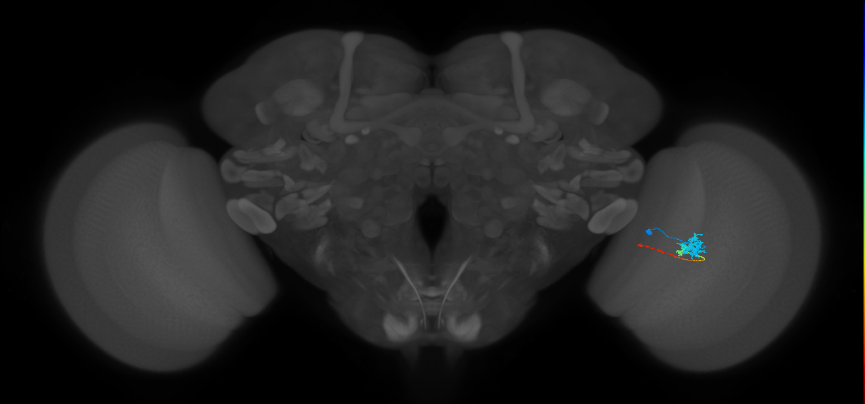 Tm4_R (MaleCNS:80640)