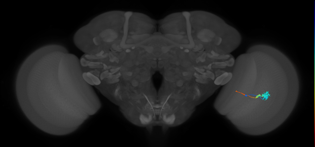 Tm4_R (MaleCNS:72542)