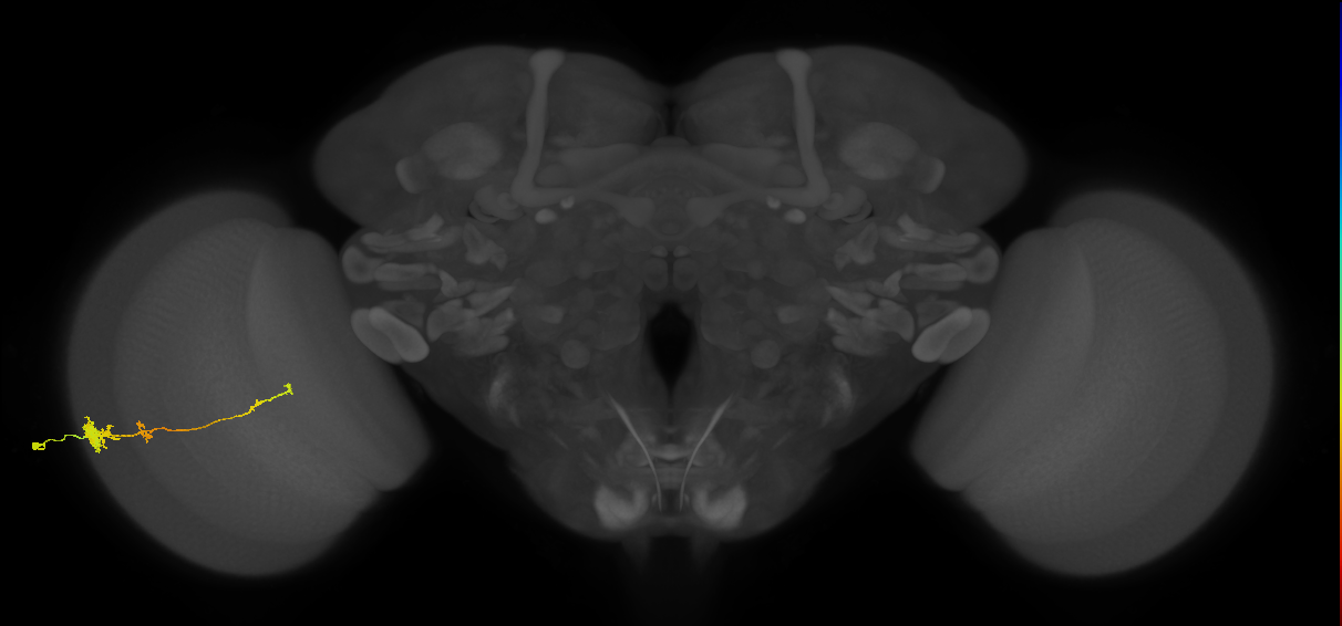 Tm4_L (MaleCNS:108613)