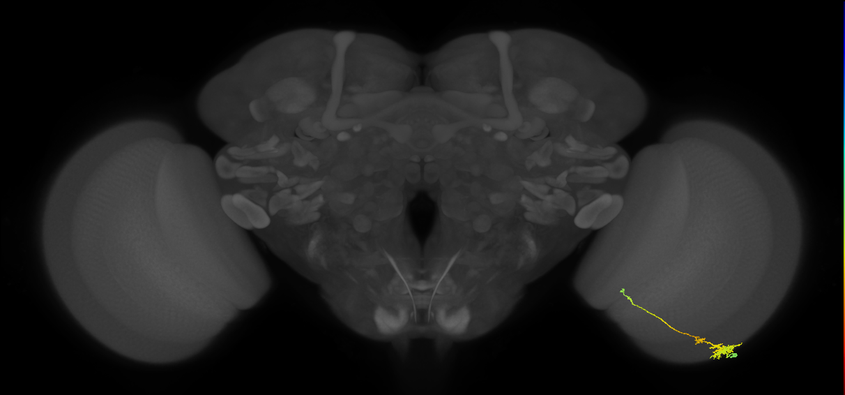 Tm4_R (MaleCNS:83106)