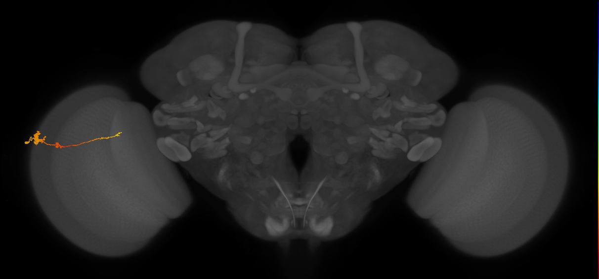 Tm4_L (MaleCNS:513860)