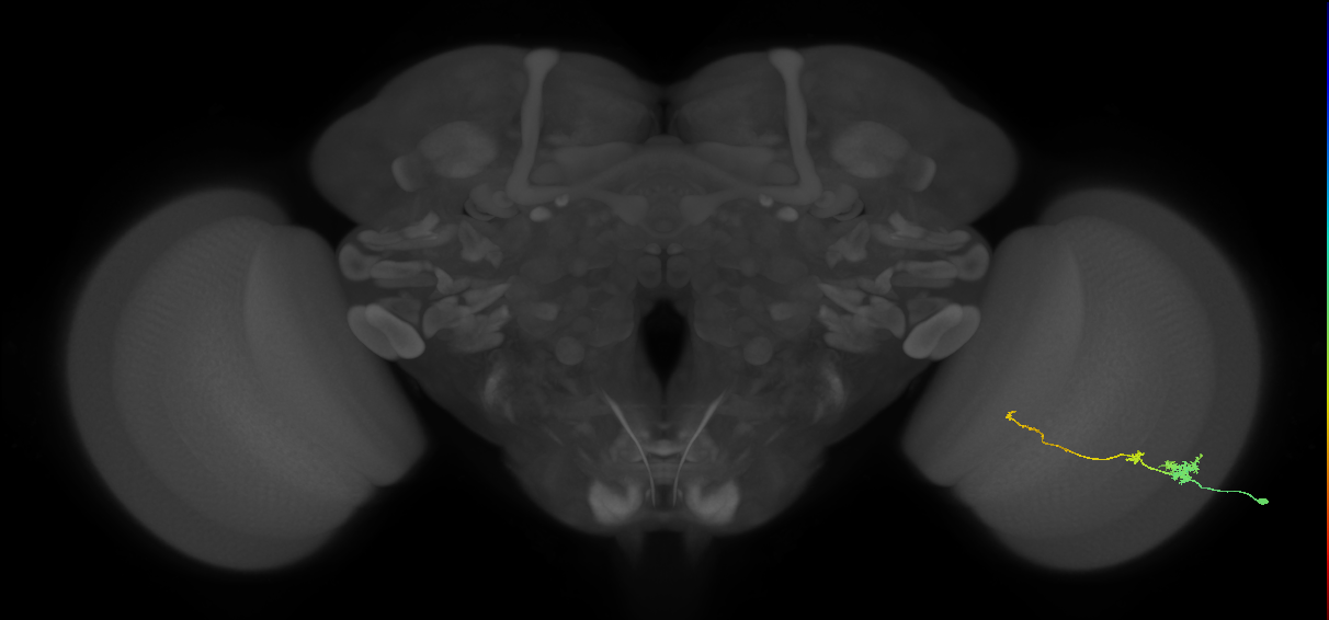 Tm4_R (MaleCNS:68780)