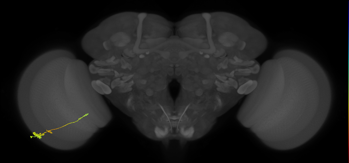 Tm4_L (MaleCNS:70383)
