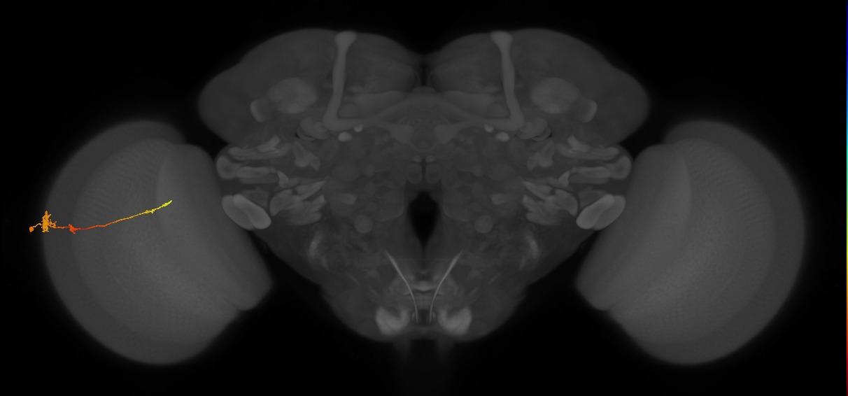 Tm4_L (MaleCNS:542245)