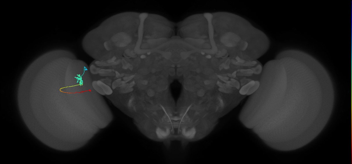 Tm4_L (MaleCNS:542285)