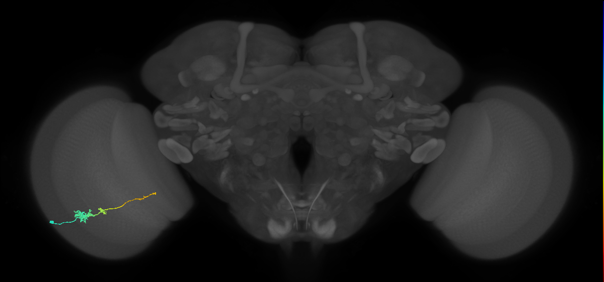 Tm4_L (MaleCNS:534258)