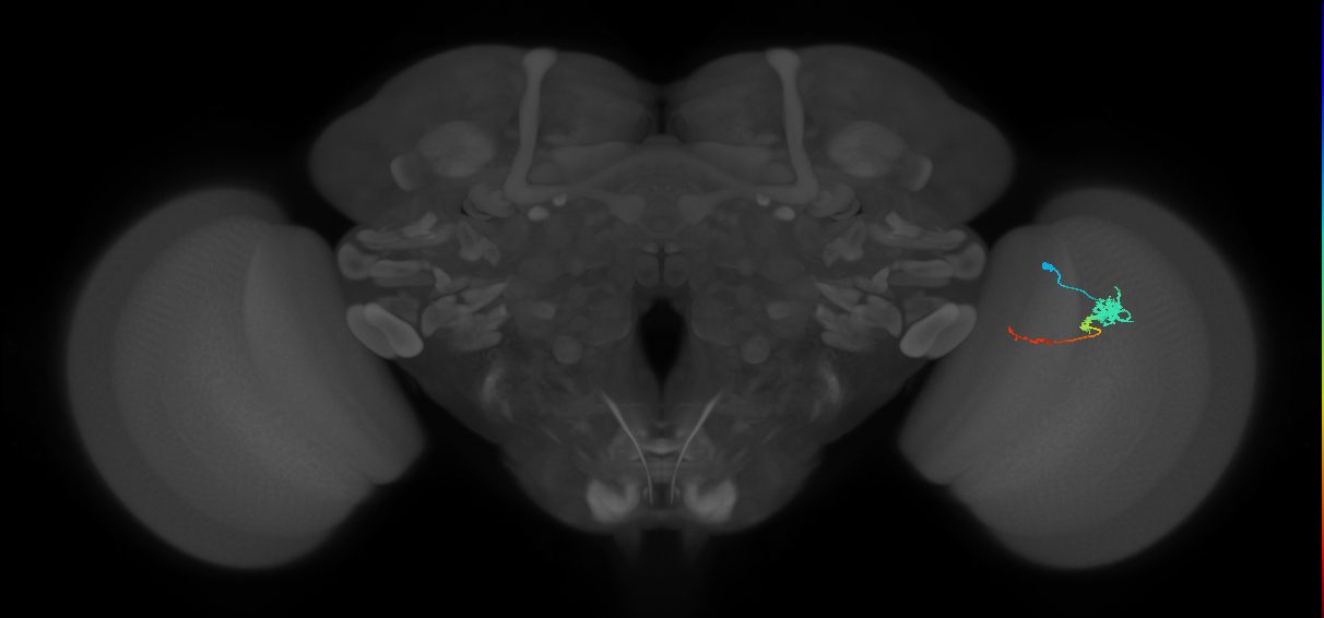 Tm4_R (MaleCNS:77450)