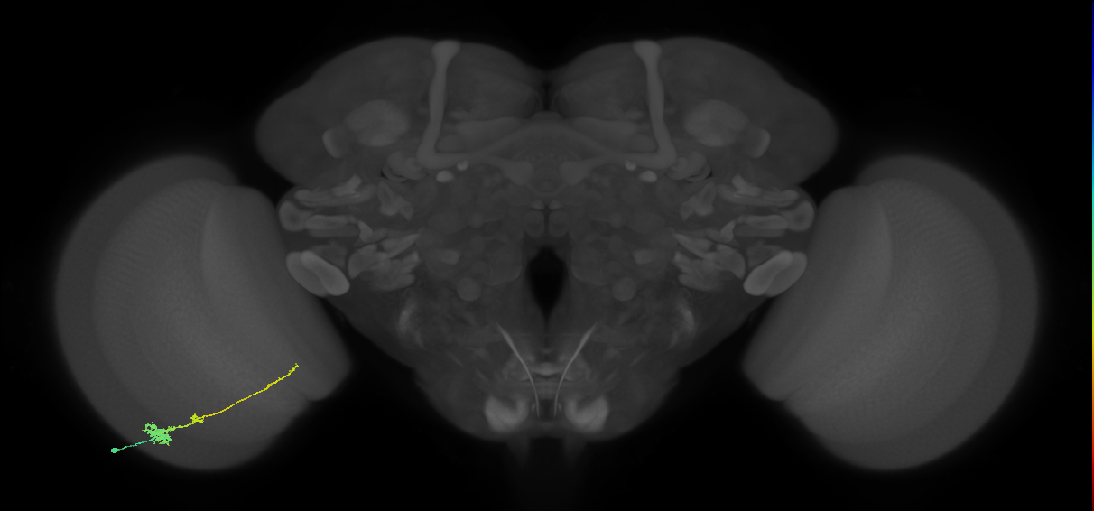 Tm4_L (MaleCNS:82124)