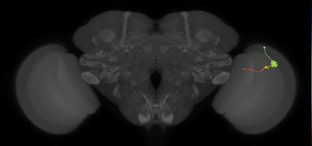 Tm4_R (MaleCNS:75554)