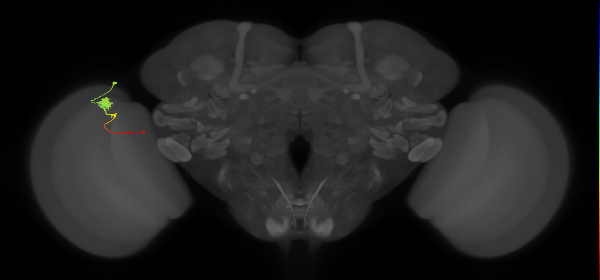 Tm4_L (MaleCNS:80367)
