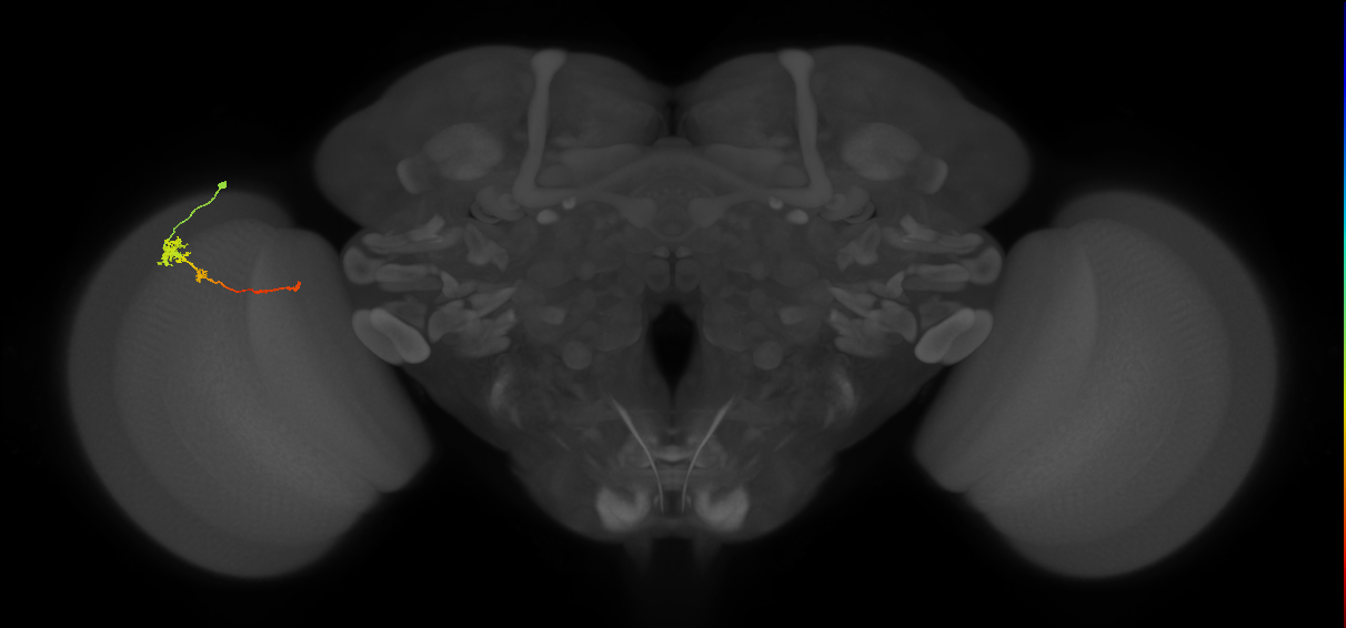 Tm4_L (MaleCNS:580079)