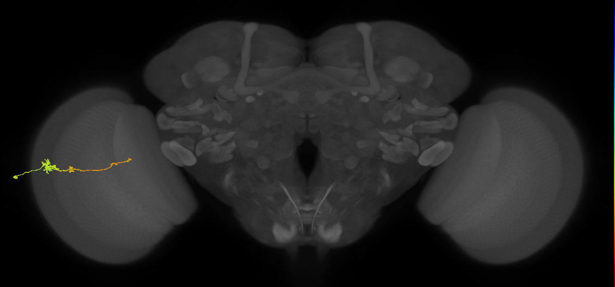 Tm4_L (MaleCNS:71499)