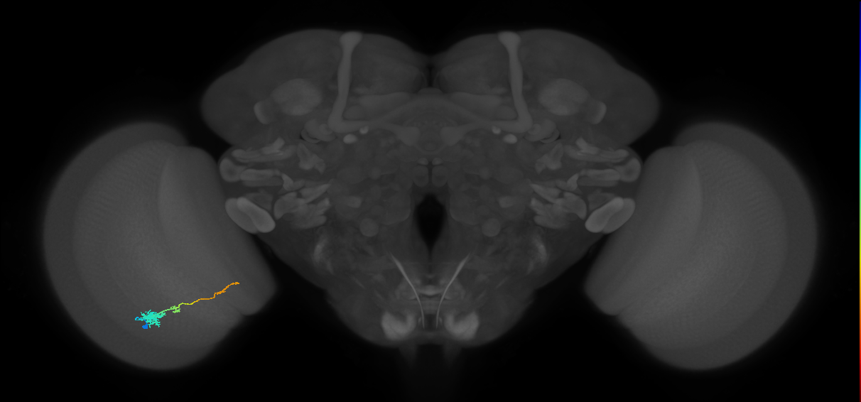 Tm4_L (MaleCNS:531160)