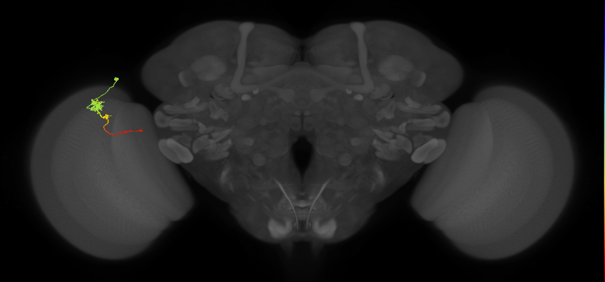 Tm4_L (MaleCNS:545956)