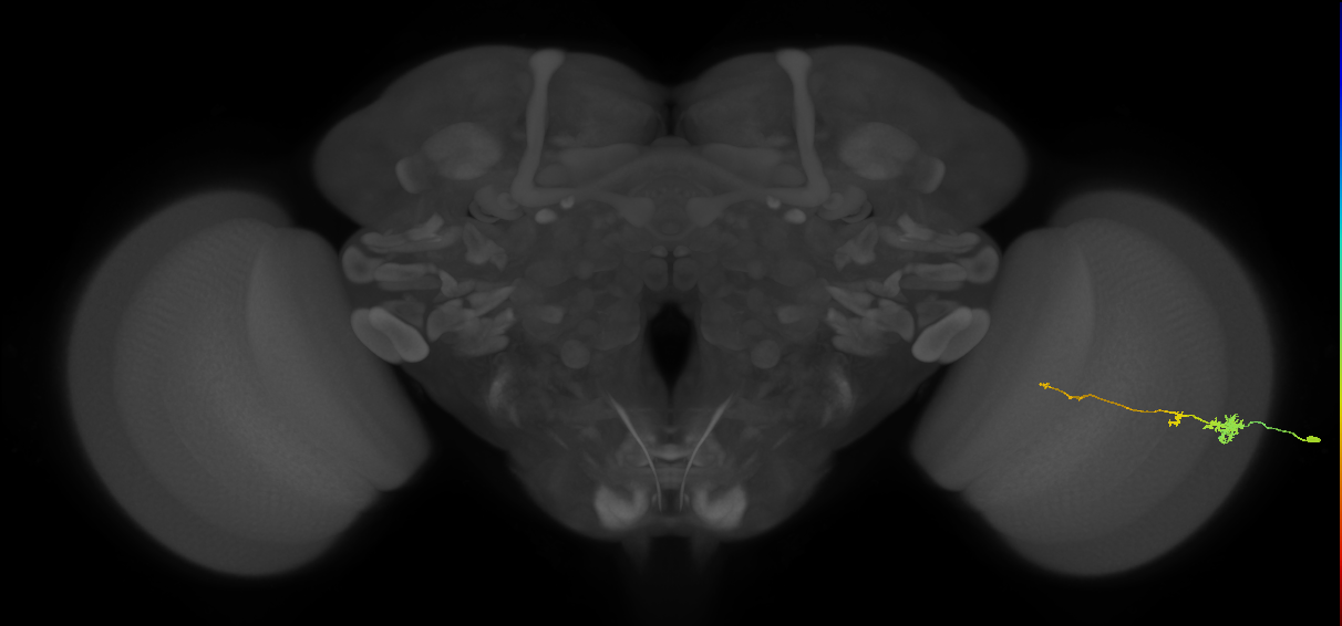 Tm4_R (MaleCNS:68190)