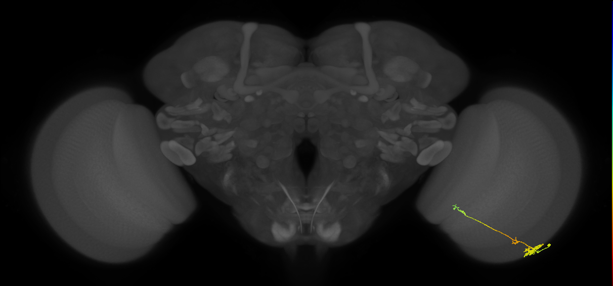 Tm4_R (MaleCNS:94364)