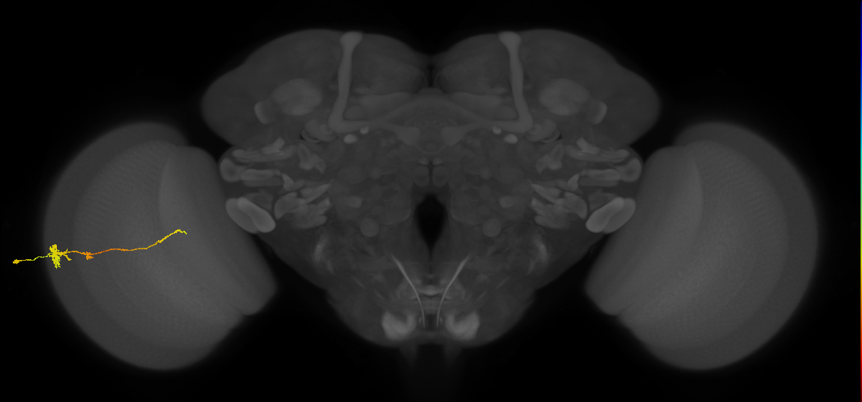 Tm4_L (MaleCNS:525732)