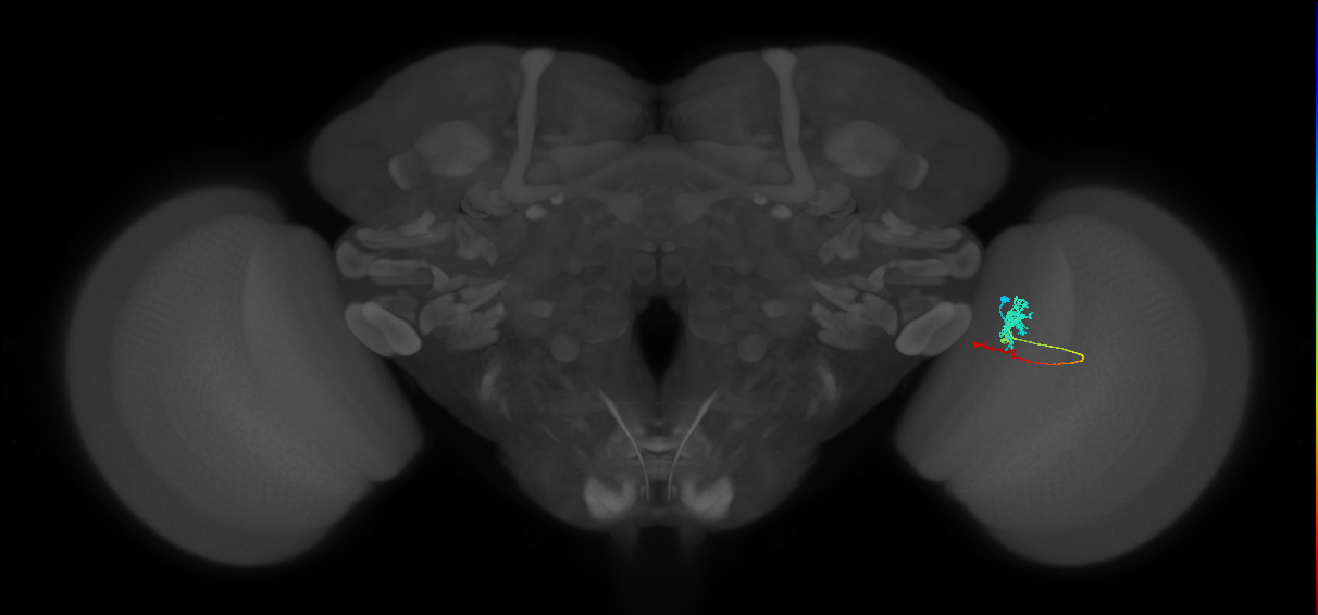 Tm4_R (MaleCNS:93217)