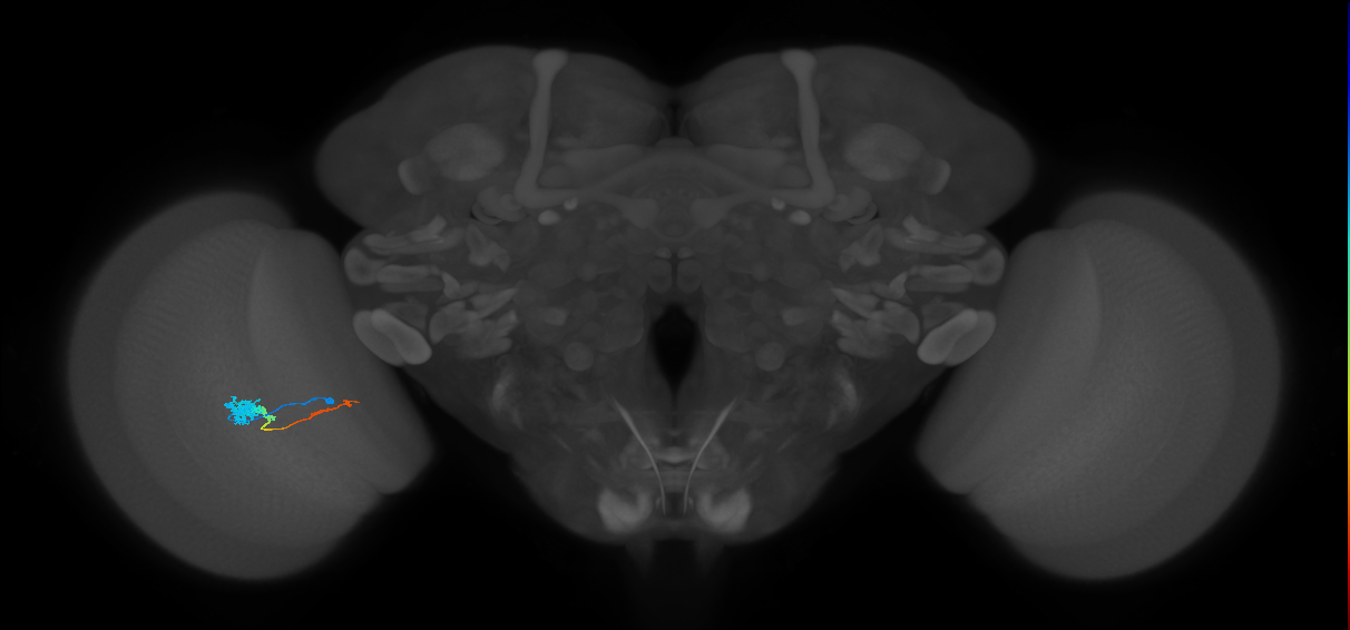 Tm4_L (MaleCNS:514610)