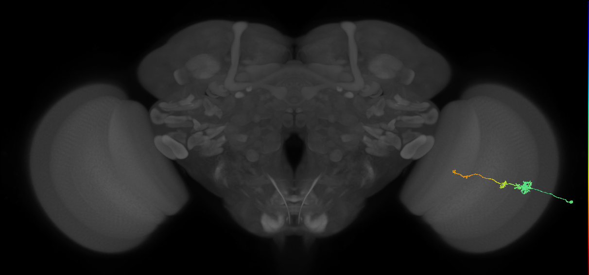 Tm4_R (MaleCNS:103240)