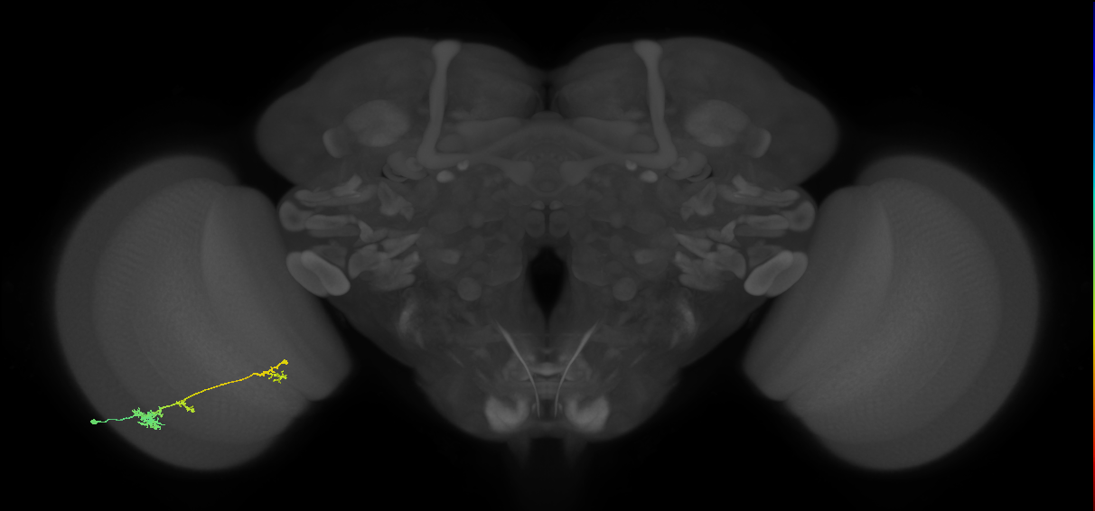 Tm4_L (MaleCNS:539849)