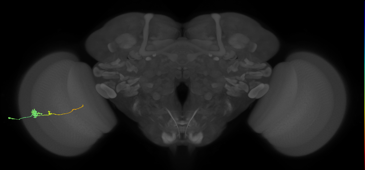 Tm4_L (MaleCNS:532968)