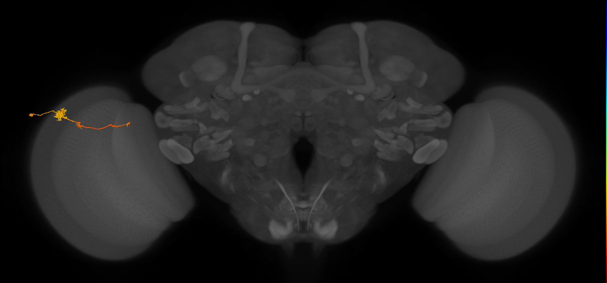 Tm4_L (MaleCNS:92905)