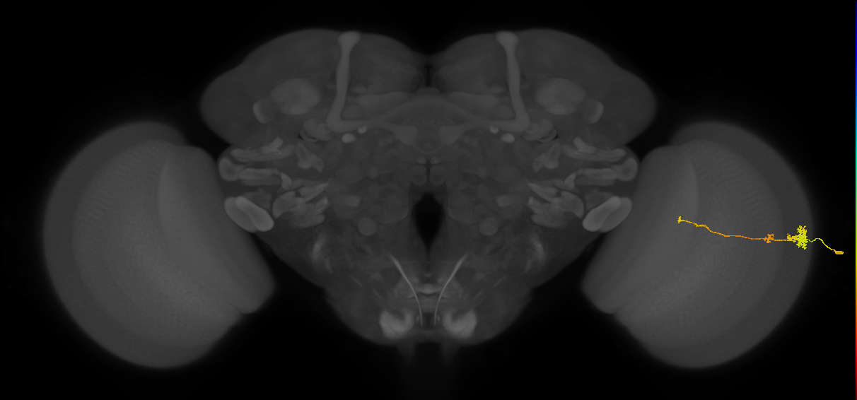 Tm4_R (MaleCNS:106948)