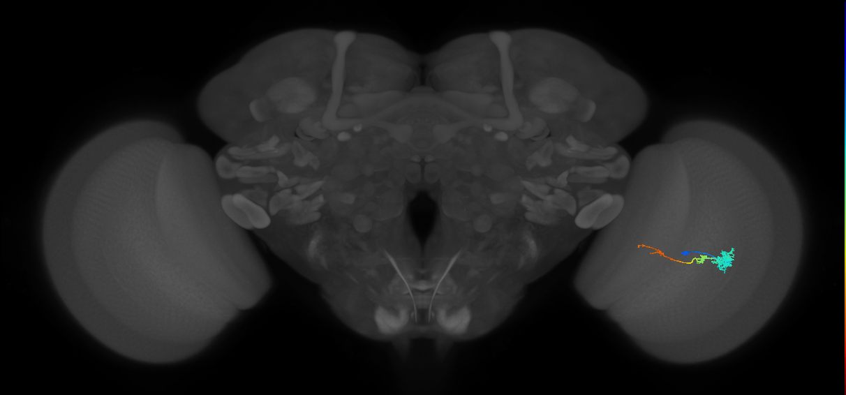 Tm4_R (MaleCNS:71644)