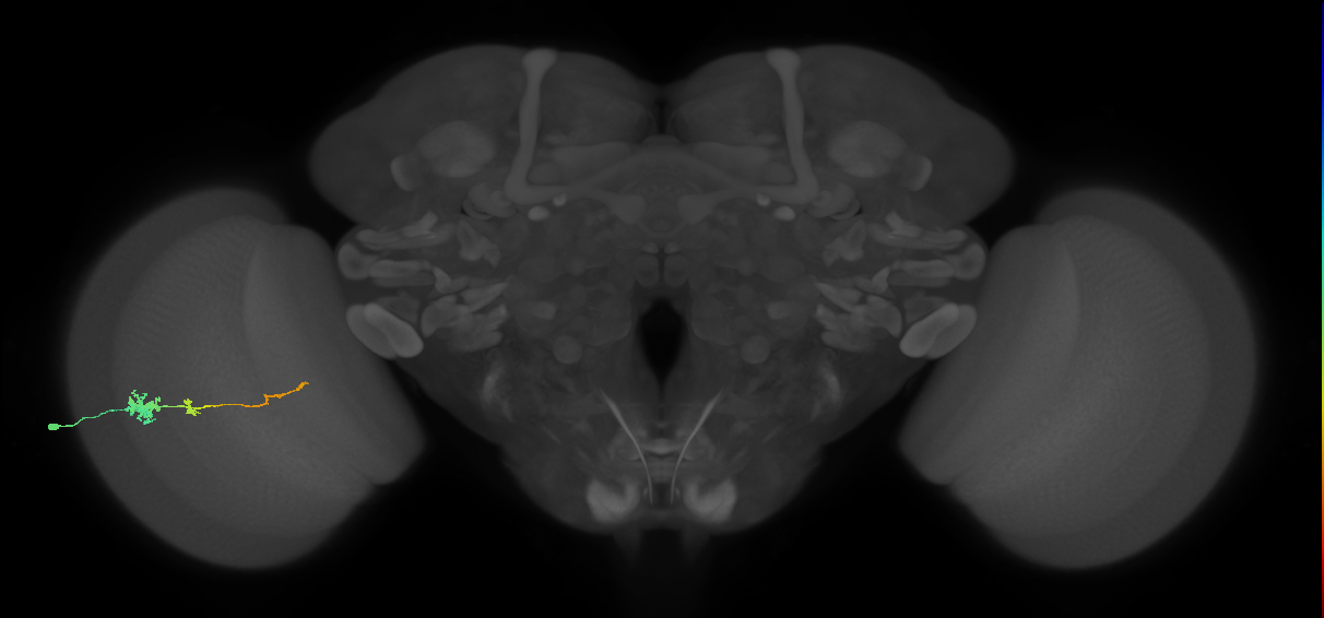 Tm4_L (MaleCNS:31493)