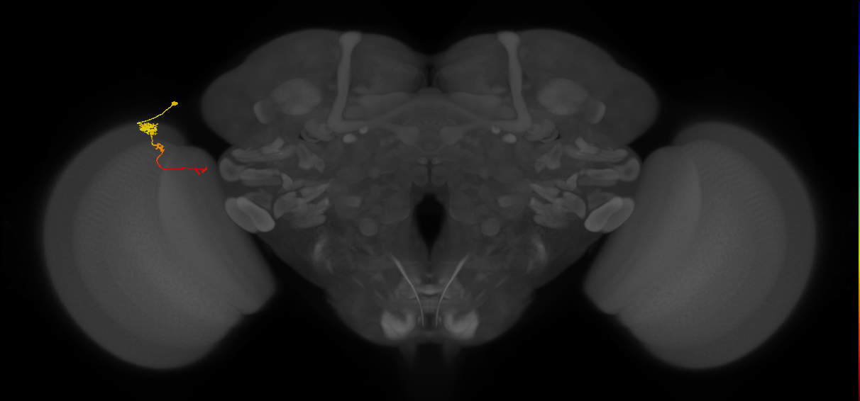 Tm4_L (MaleCNS:145535)