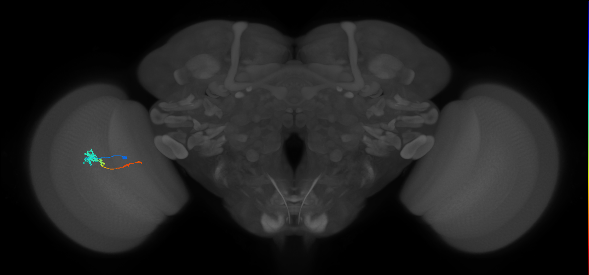 Tm4_L (MaleCNS:41382)