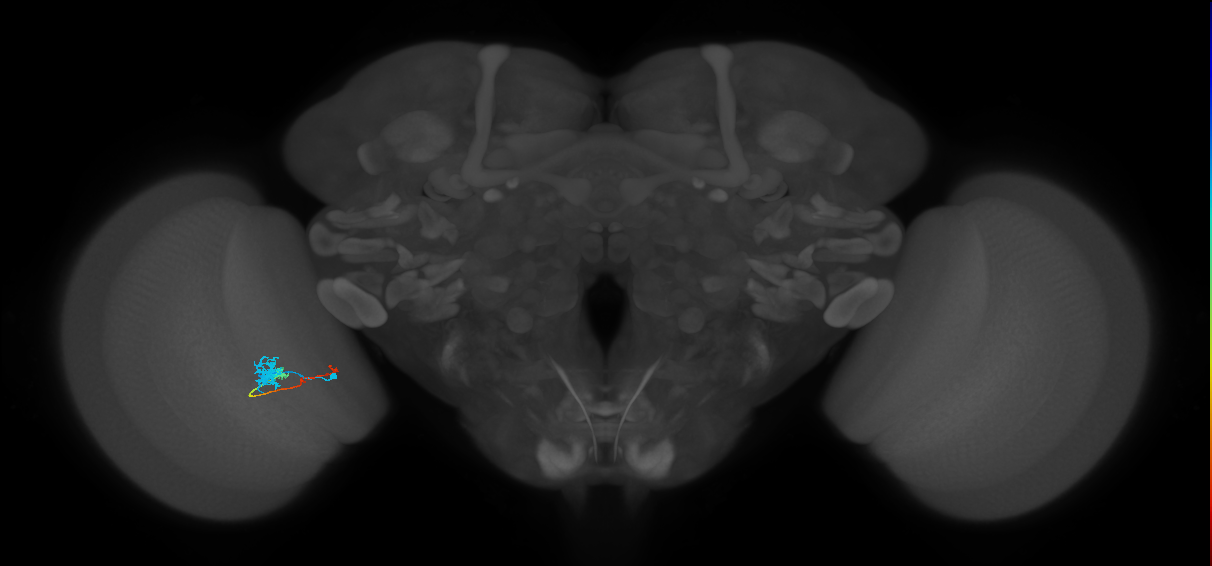 Tm4_L (MaleCNS:57912)