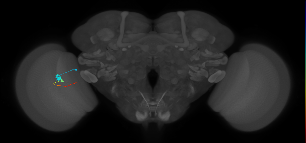 Tm4_L (MaleCNS:115359)