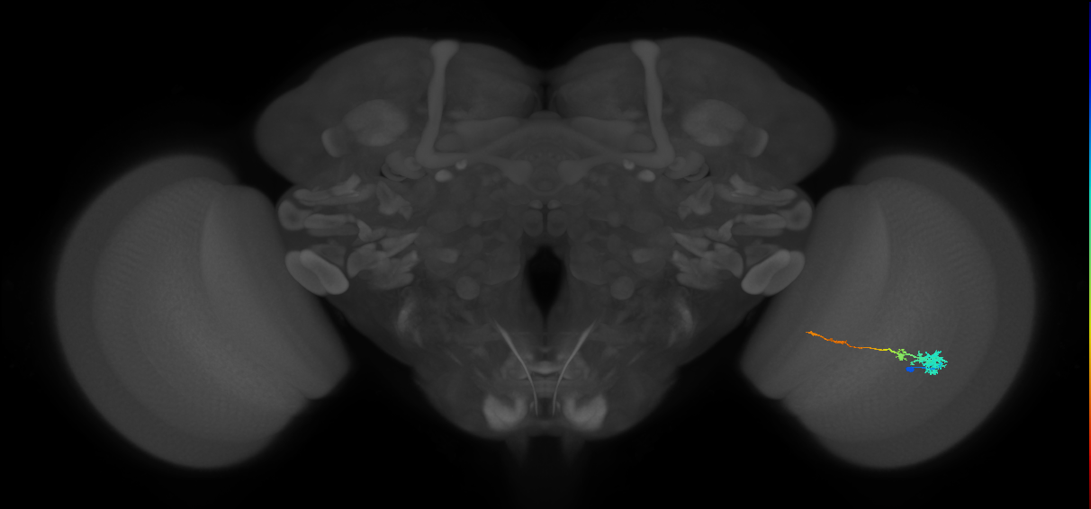 Tm4_R (MaleCNS:104497)