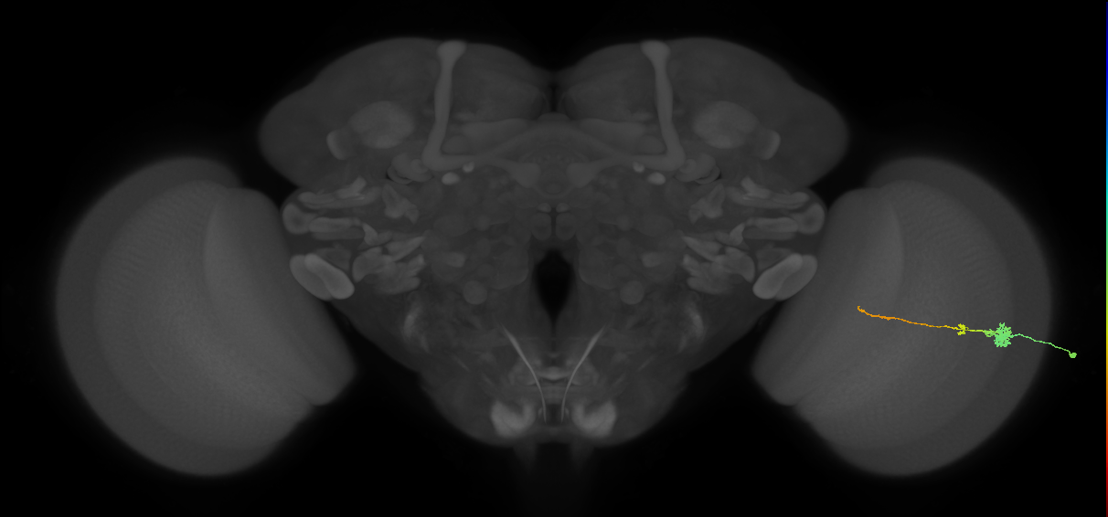 Tm4_R (MaleCNS:71372)