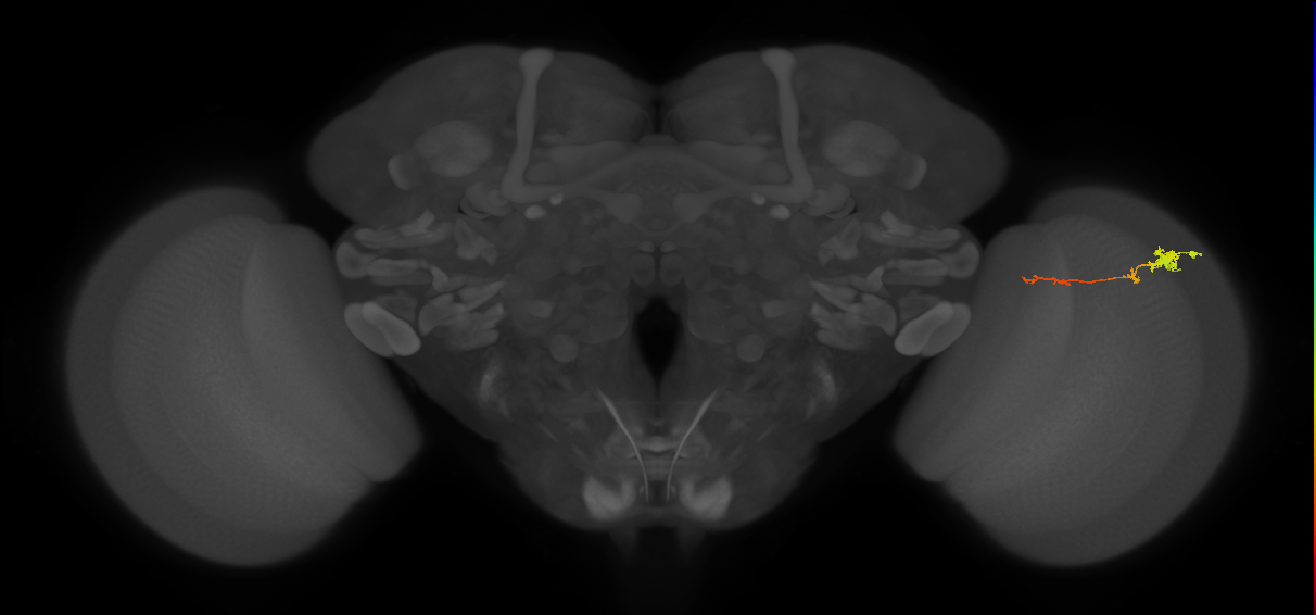 Tm4_R (MaleCNS:84026)