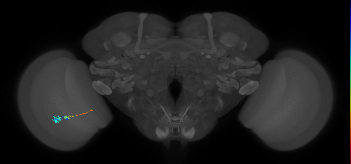 Tm4_L (MaleCNS:24238)
