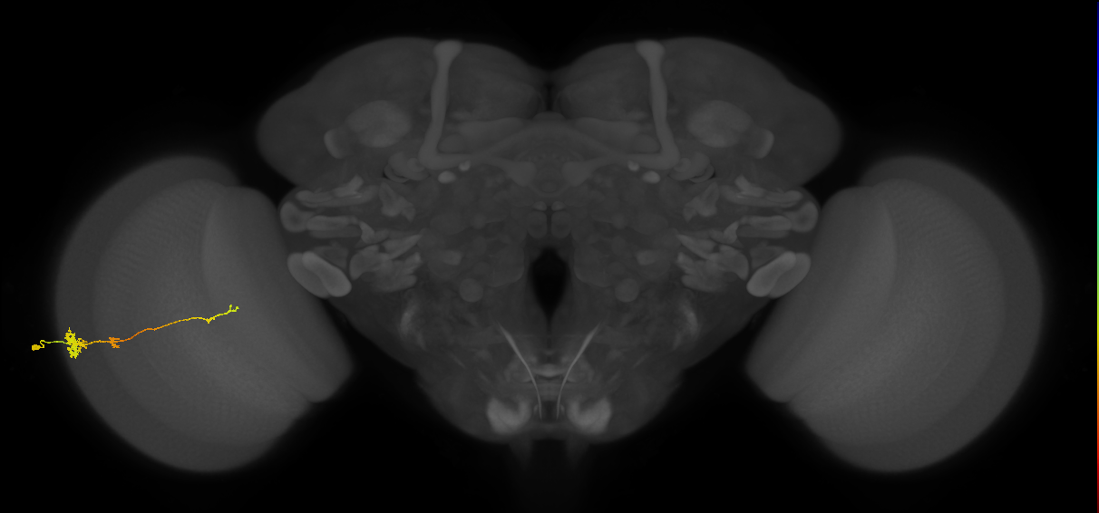 Tm4_L (MaleCNS:67213)