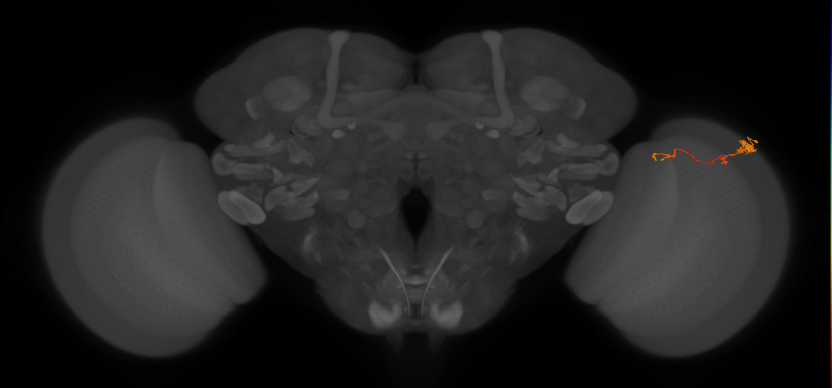 Tm4_R (MaleCNS:78866)