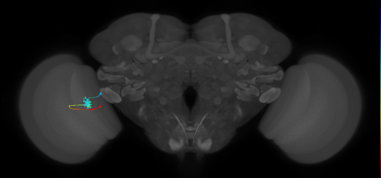 Tm4_L (MaleCNS:112198)