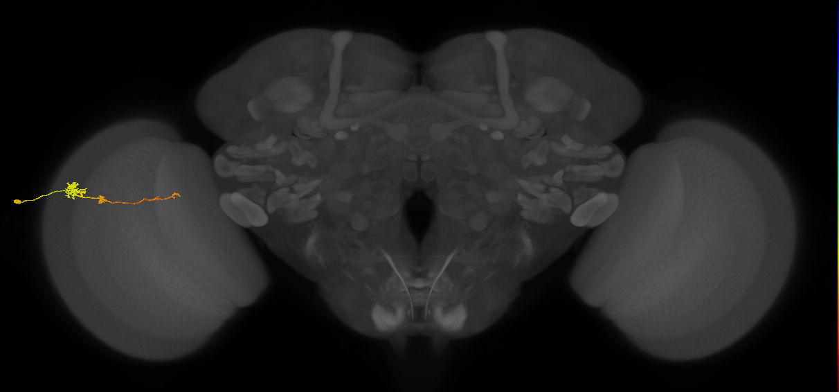 Tm4_L (MaleCNS:30735)