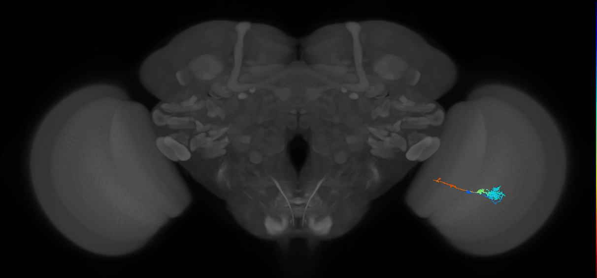 Tm4_R (MaleCNS:73788)