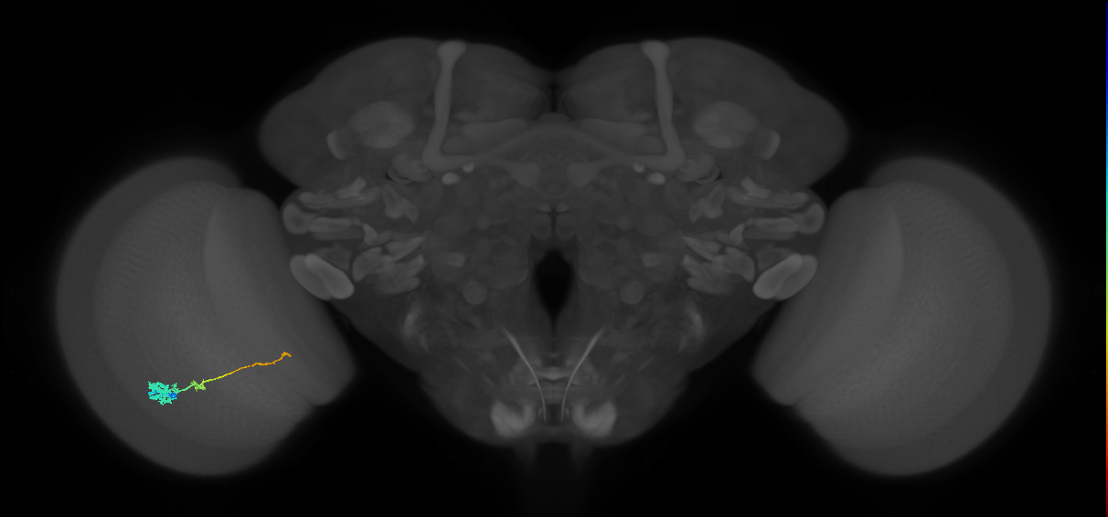 Tm4_L (MaleCNS:518917)