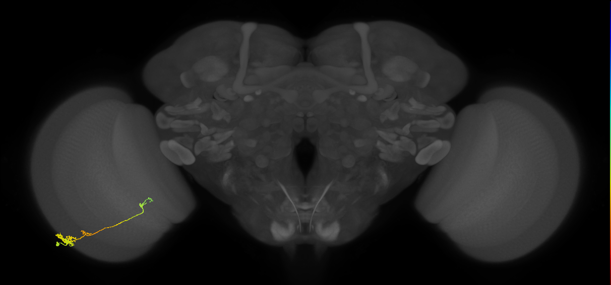 Tm4_L (MaleCNS:72570)