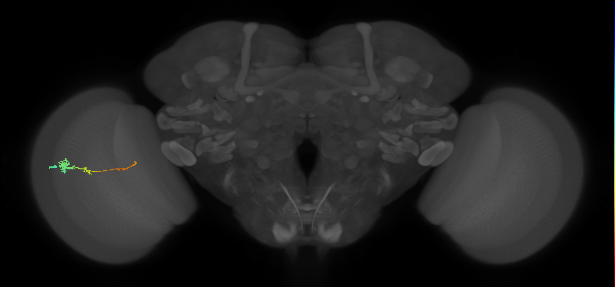 Tm4_L (MaleCNS:78836)